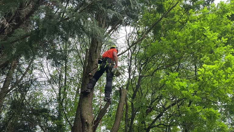 How Our Tree Care Process Works  in Grayslake, IL